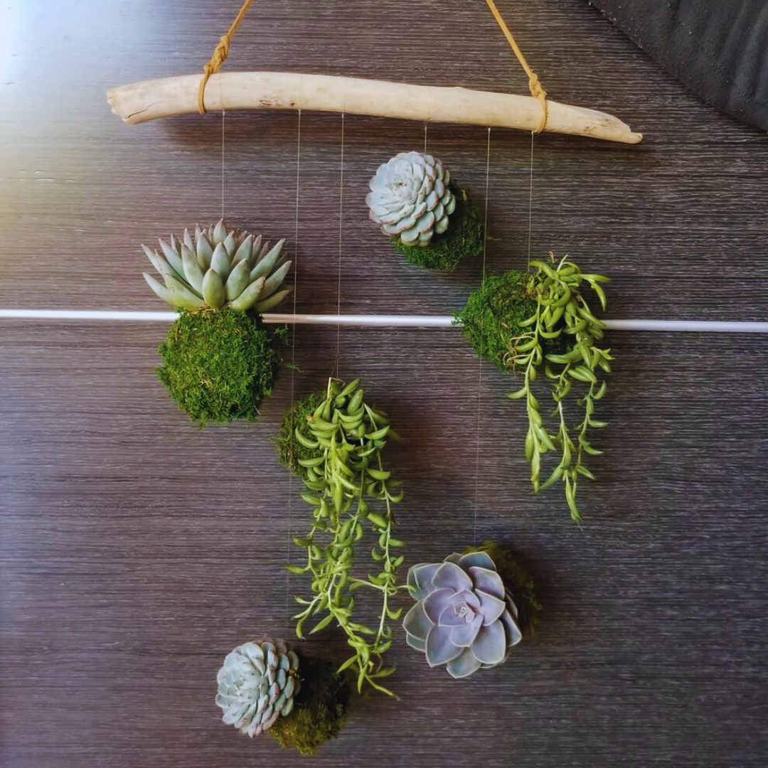 Articulture Bundaberg Workshop Kokedama Mobile 27th October*Deposit Only*