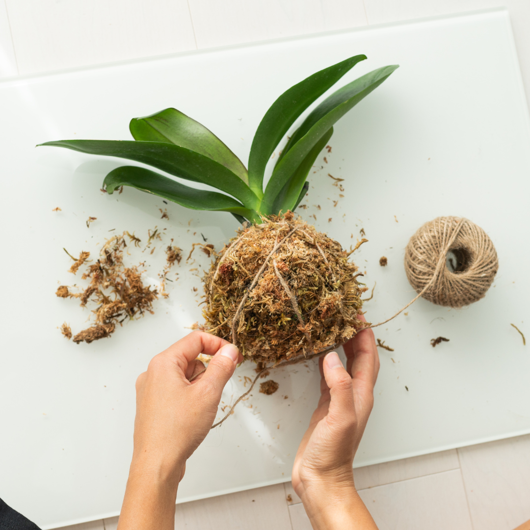 Kokedama Workshop - Wed 27th Nov 2024